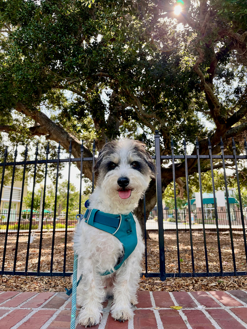 Koa, our rescue, a white and grey schnauzer-poodle mix in a teal harness